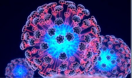 Ученые из Калифорнии научились выращивать органы из стволовых клеток Ученые из Калифорнии научились выращивать органы из стволовых клеток